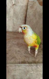 طوطی گرینچیک