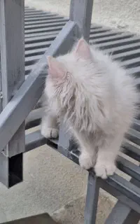 گربه