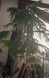 کاج مطبق