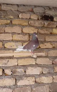 کبوتر نر