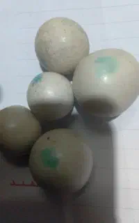 پنج عدد سنگ الماس آسیاب اصلی فوری فروشی