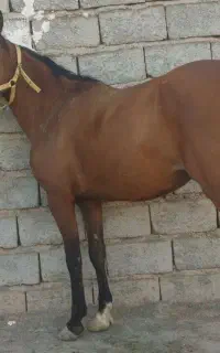 یک راس مادیون آبستن سنگین
