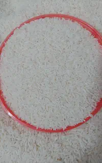 برنج طارم هاشمی کشت اول امسال