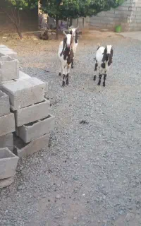 بز نژاد دار پاکستانی