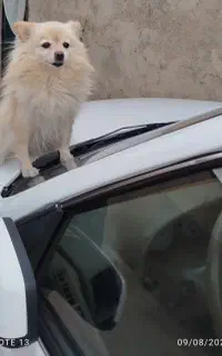 سگ خوشگل خونگی