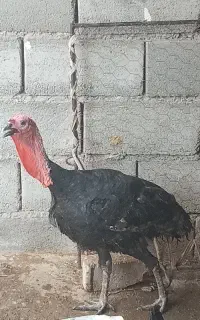 یک بوقلمون نَر