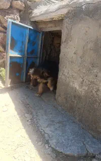 توله ژرمن ماده