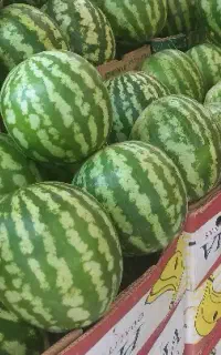 هندوانه