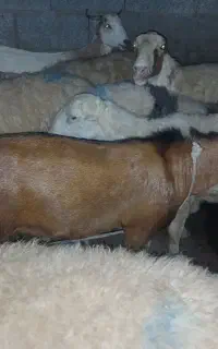 کهره  نر