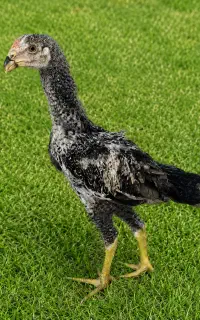 جوجه لاری