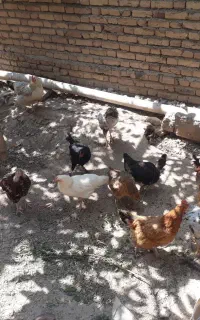 مرغ طبیعی واردک وقاز مرغ تخم گذار