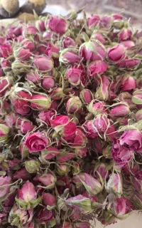 غنچه گل محمدی