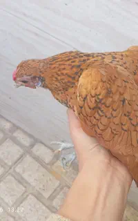 مرغ سبرایت