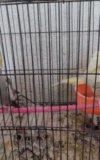 عروس هلندی