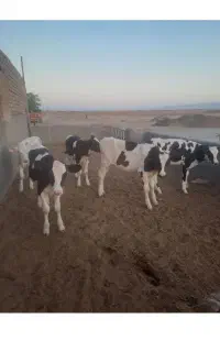 فروش گوساله ماده
