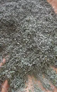 آویشن برگ پهن