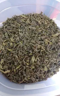 چای بهاره لاهیجان