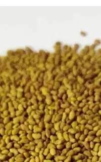 بذر یونجه