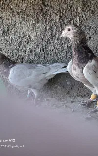 کبوتر