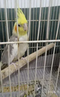 عروس هلندی ماده