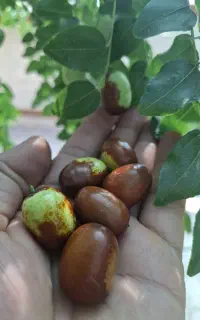 عناب