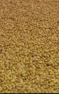 بذر یونجه قرق آبی