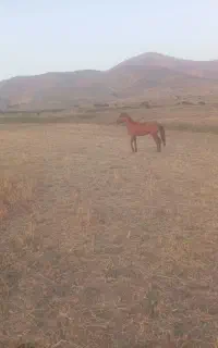 اسب نر سه ساله