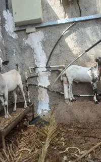 تعدادی بره غوچ و کهره نر وماده در بندرلنگه
