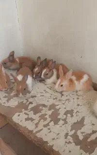 بچه خرگوش خوشرنگ