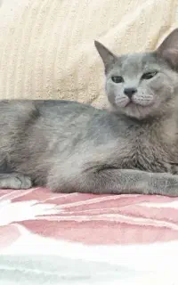 گربه اسکاتیش