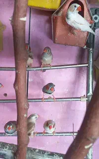فنچ نر دونه ای ۲۵۰