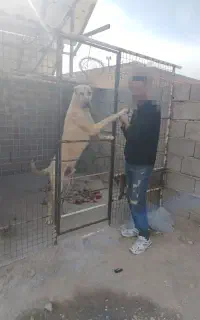 سگ سرابی