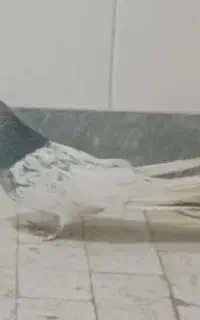 گو باش ماده
