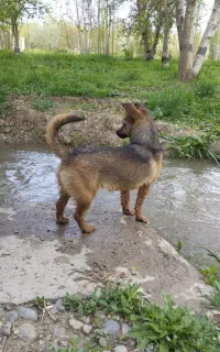 پاکوتا زبان فهم