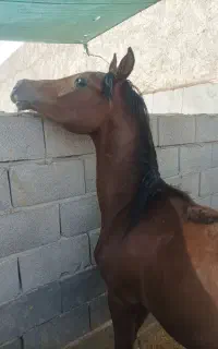کره نریان عرب مدرکدار