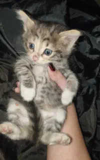 گربه کوچولو دوماهه واگذاری