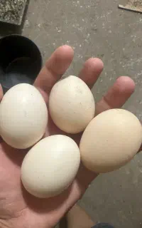 فروش تخم نطفه دار لاری
