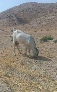 فروش نر دورگ صومال شاخ کوتاه