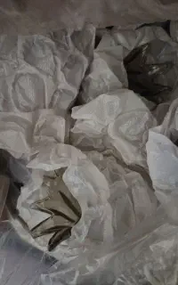 لاله لوستر