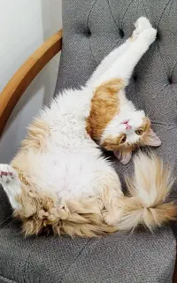 گربه