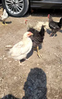 خروس ۴ ماهه