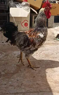 خروس جوان بومی
