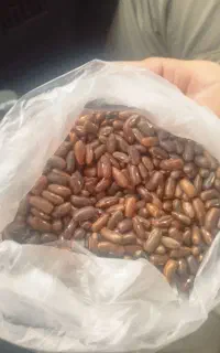بزره لوبیا سبز