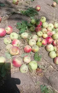 هلو مخملی،، محلی