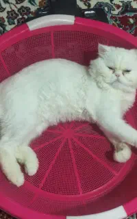 جهت جفت گیری گربه