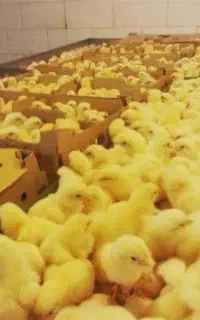 جوجه گوشتی راس 308 با کیفیت از شرکت هما
