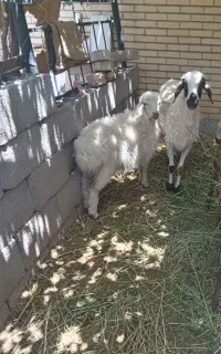 میش بره ماده بزرگ