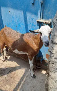 کهره ماده و نری گوشتی