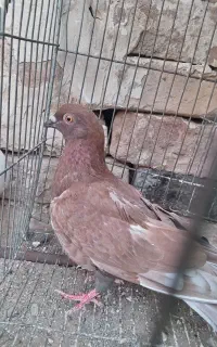دوعدد کبوتر 150
