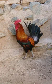گلین لری ،عربی